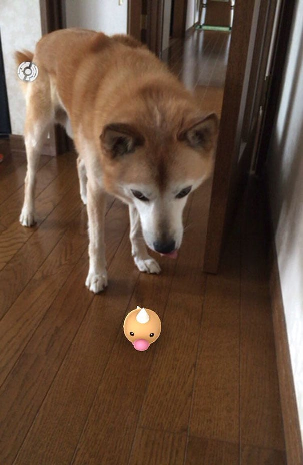 quel est animal qui voit le mieux